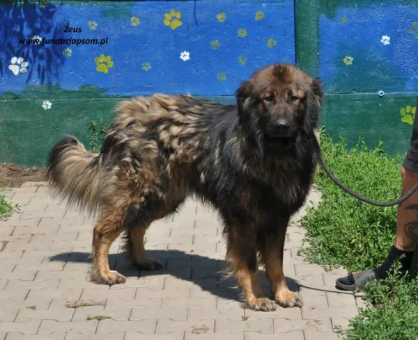 Pies do adopcji, Nowy Dwór Mazowiecki, 9 czerwca 2024 (2/4)