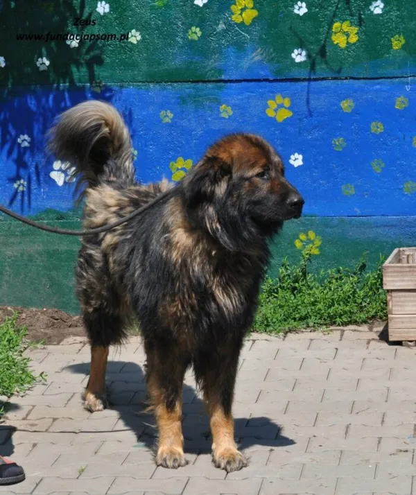 Pies do adopcji, Nowy Dwór Mazowiecki, 9 czerwca 2024 (4/4)