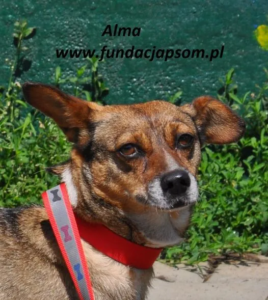 Pies do adopcji, Nowy Dwór Mazowiecki, 9 czerwca 2024 (1/4)