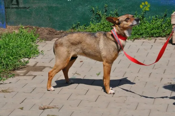 Pies do adopcji, Nowy Dwór Mazowiecki, 9 czerwca 2024 (2/4)