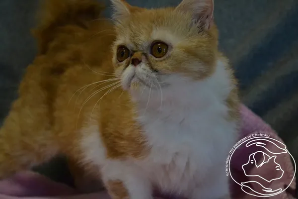 Kot do adopcji, Chełmek, 20 maja 2024