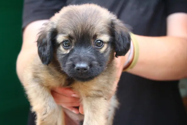 Pies do adopcji, Przyborówko, 9 czerwca 2024 (2/5)