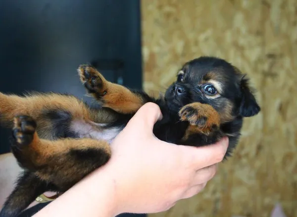 Pies do adopcji, Przyborówko, 9 czerwca 2024 (4/5)