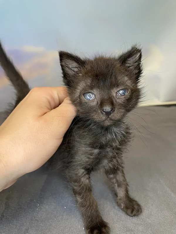 Kot do adopcji, Kielce, 10 czerwca 2024