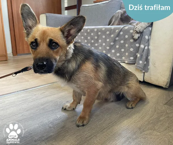 Znaleziono psa, Dąbrówka, 10 czerwca 2024 (2/2)