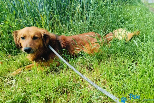 Znaleziono psa, Racławice, 3 czerwca 2024 (1/4)