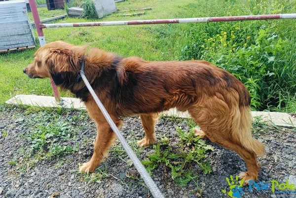 Znaleziono psa, Racławice, 3 czerwca 2024 (2/4)