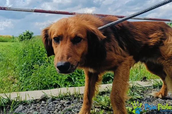 Znaleziono psa, Racławice, 3 czerwca 2024 (3/4)