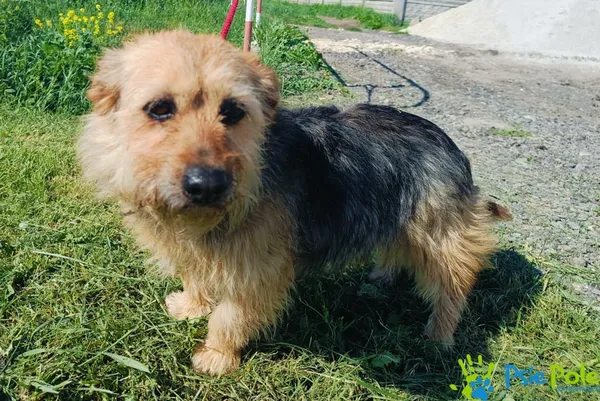 Znaleziono psa, Racławice, 2 czerwca 2024 (4/4)