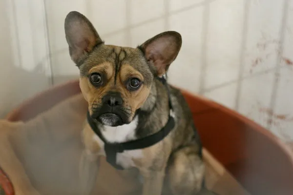 Znaleziono psa, Wałbrzych, 7 czerwca 2024 (1/2)