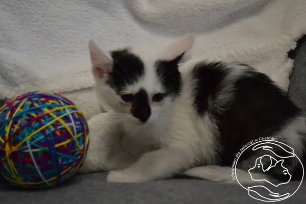 Znaleziono kota, Chełmek, 10 czerwca 2024