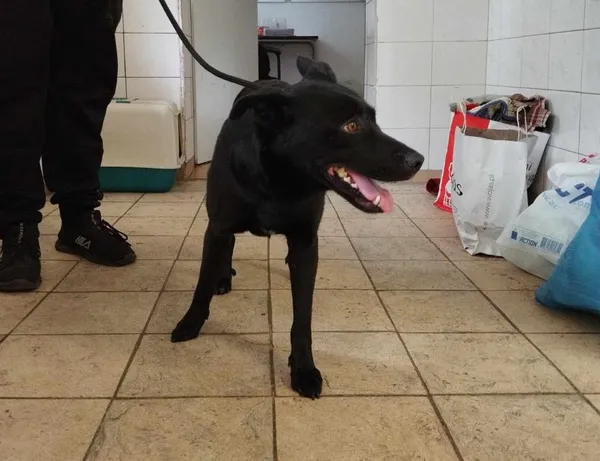 Znaleziono psa, Toruń, 5 czerwca 2024