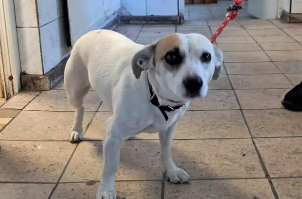 Znaleziono psa, Toruń, 5 czerwca 2024