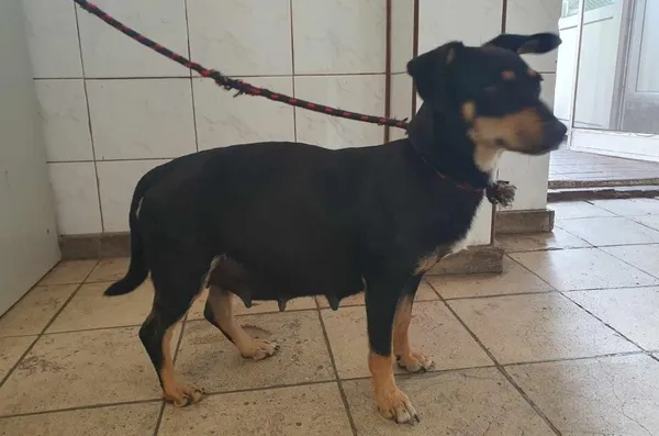 Znaleziono psa, Toruń, 4 czerwca 2024