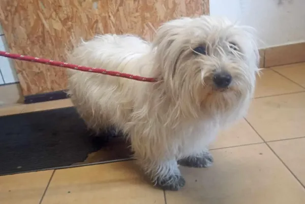 Znaleziono psa, Toruń, 2 czerwca 2024