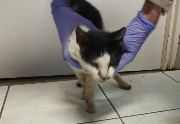 Znaleziono kota, Toruń, 1 czerwca 2024