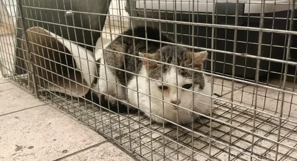 Znaleziono kota, Toruń, 31 maja 2024