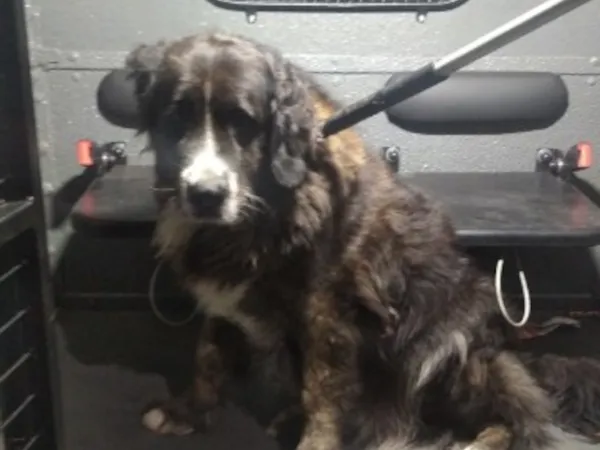 Znaleziono psa, Bydgoszcz, 9 czerwca 2024