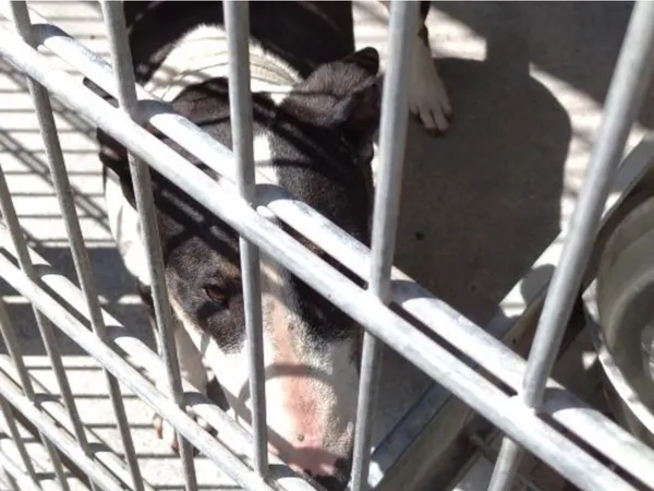 Znaleziono psa, Bydgoszcz, 8 czerwca 2024