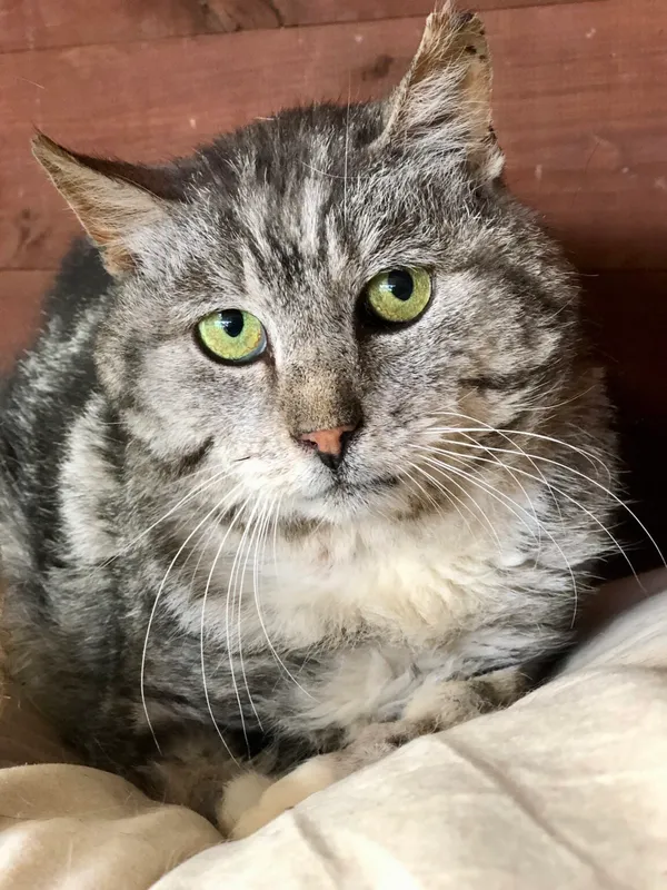 Kot do adopcji, Gdańsk, 10 czerwca 2024