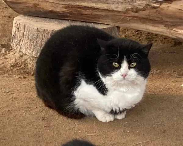 Kot do adopcji, Gdańsk, 14 marca 2024