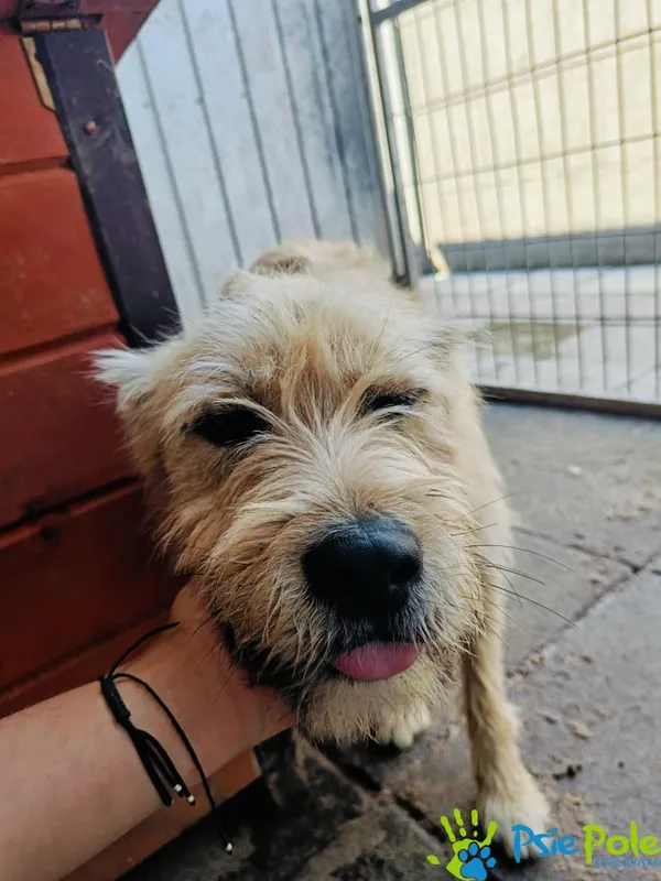 Znaleziono psa, Racławice, 6 czerwca 2024 (3/5)