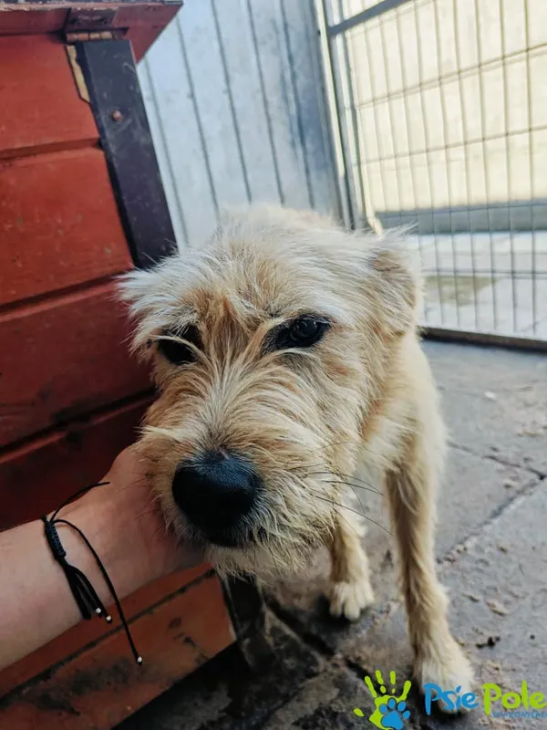 Znaleziono psa, Racławice, 6 czerwca 2024 (5/5)