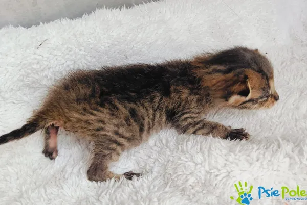 Znaleziono kota, Racławice, 6 czerwca 2024 (1/4)