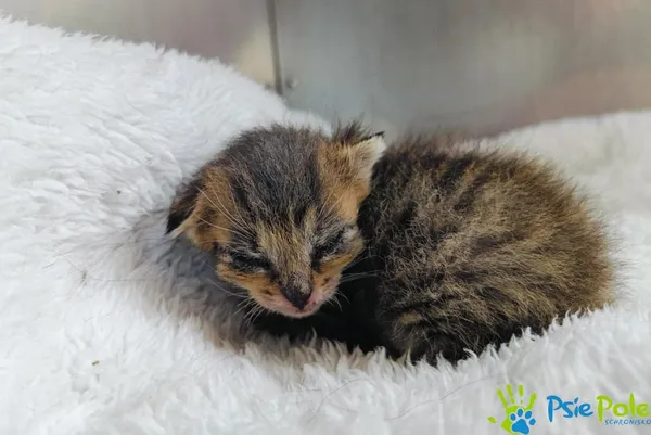 Znaleziono kota, Racławice, 6 czerwca 2024 (2/4)