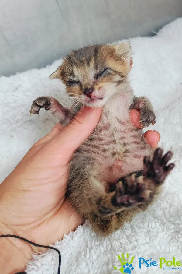 Znaleziono kota, Racławice, 6 czerwca 2024 (3/4)