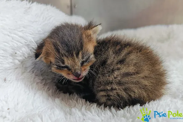 Znaleziono kota, Racławice, 6 czerwca 2024 (4/4)