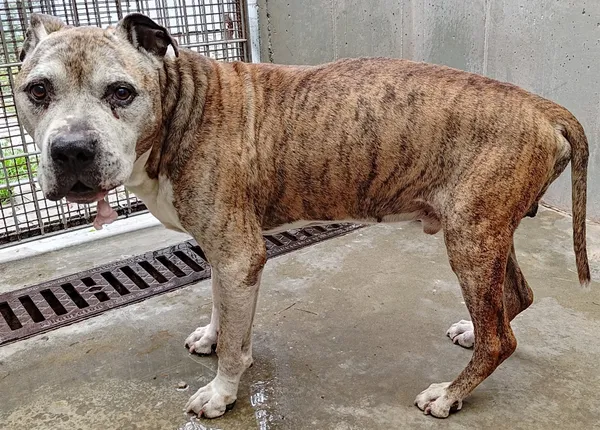 Znaleziono psa, Lublin, 8 czerwca 2024