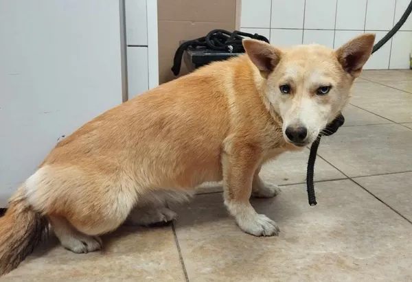 Znaleziono psa, Toruń, 8 czerwca 2024