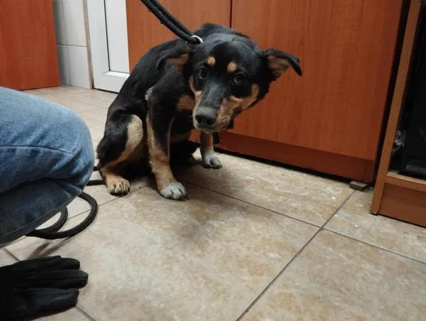 Znaleziono psa, Toruń, 8 czerwca 2024