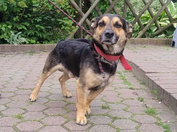 Znaleziono psa, Toruń, 7 czerwca 2024