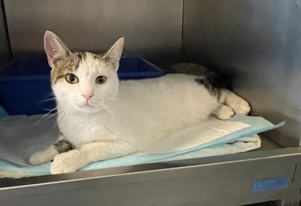 Znaleziono kota, Lublin, 6 czerwca 2024