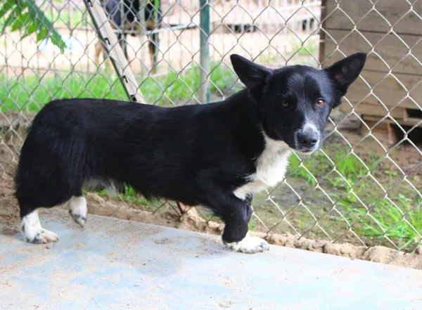 Pies do adopcji, Przyborówko, 11 czerwca 2024 (1/3)