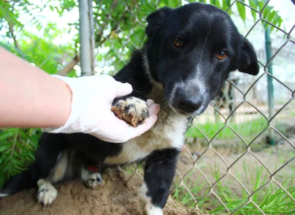 Pies do adopcji, Przyborówko, 11 czerwca 2024 (2/3)