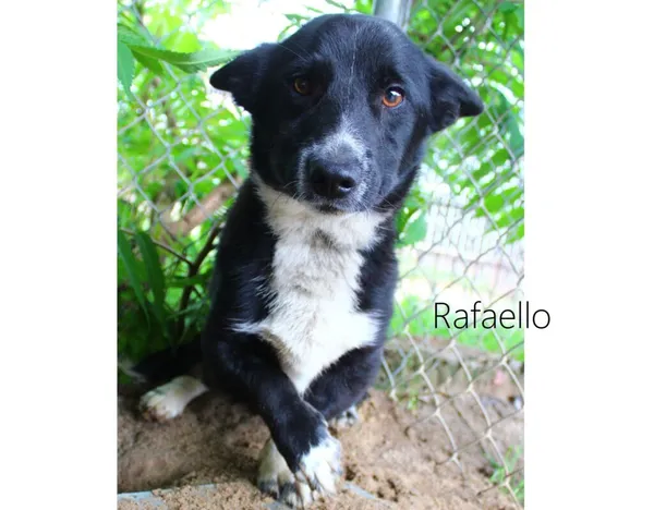 Pies do adopcji, Przyborówko, 11 czerwca 2024 (3/3)