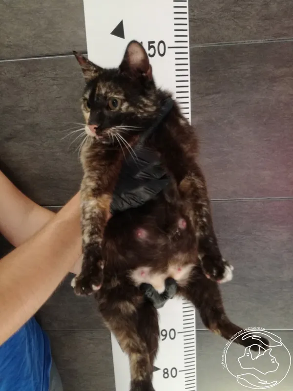 Znaleziono kota, Chełmek, 11 czerwca 2024