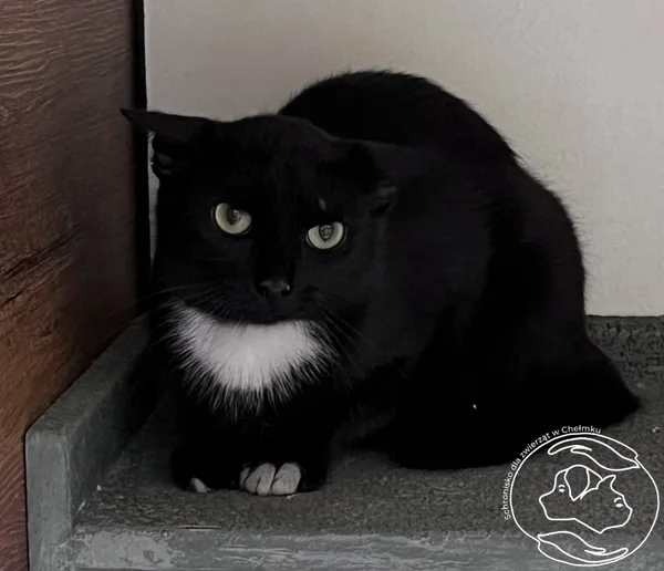 Znaleziono kota, Chełmek, 11 czerwca 2024