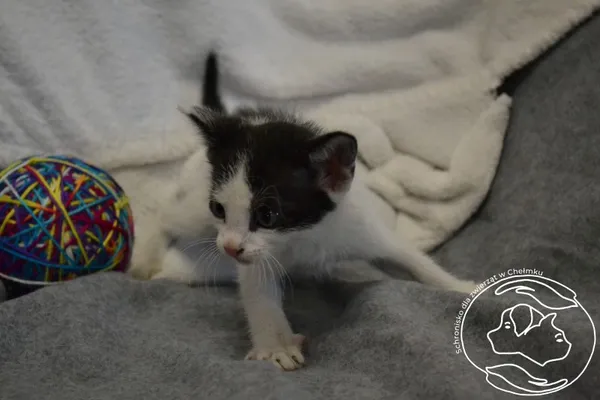 Znaleziono kota, Chełmek, 10 czerwca 2024