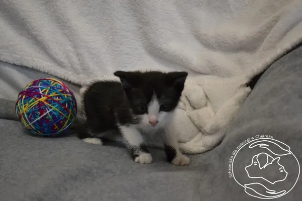 Znaleziono kota, Chełmek, 10 czerwca 2024