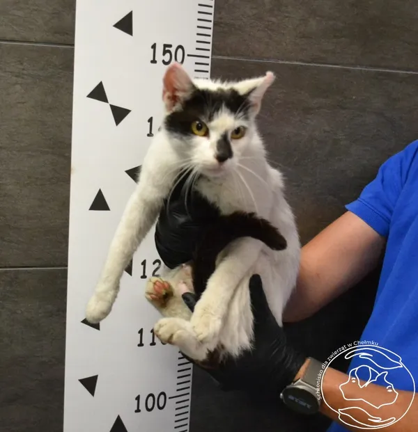 Znaleziono kota, Chełmek, 10 czerwca 2024