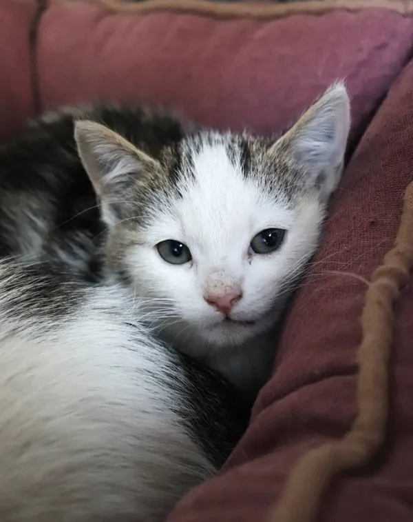 Znaleziono kota, Łódź, 11 czerwca 2024 (1/2)