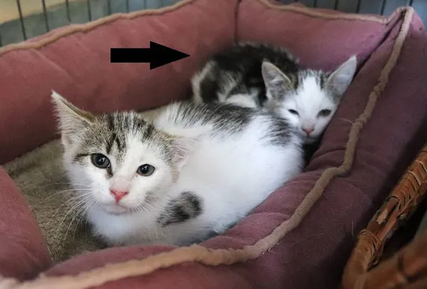 Znaleziono kota, Łódź, 11 czerwca 2024 (2/2)