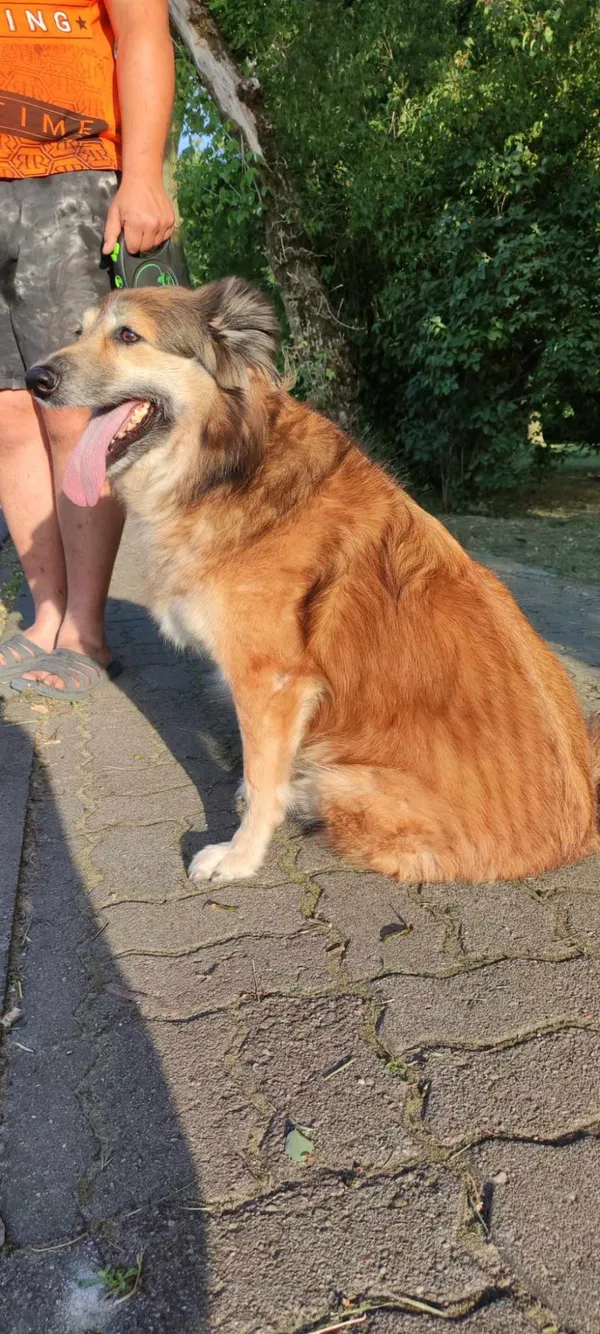 Zaginął pies, Łódź, 12 czerwca 2024