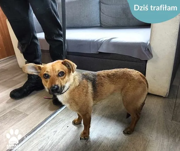 Znaleziono psa, Dąbrówka, 11 czerwca 2024 (1/2)