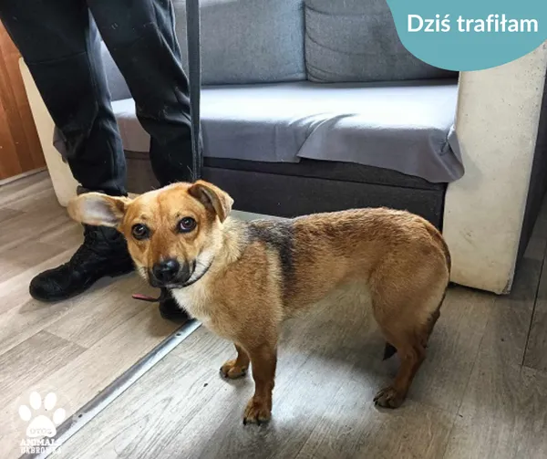Znaleziono psa, Dąbrówka, 11 czerwca 2024 (2/2)