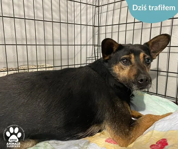 Znaleziono psa, Dąbrówka, 10 czerwca 2024 (1/2)